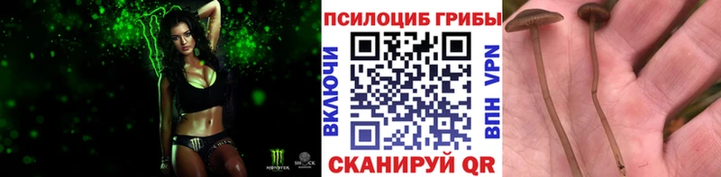 что такое   Асино  Галлюциногенные грибы Magic Shrooms 